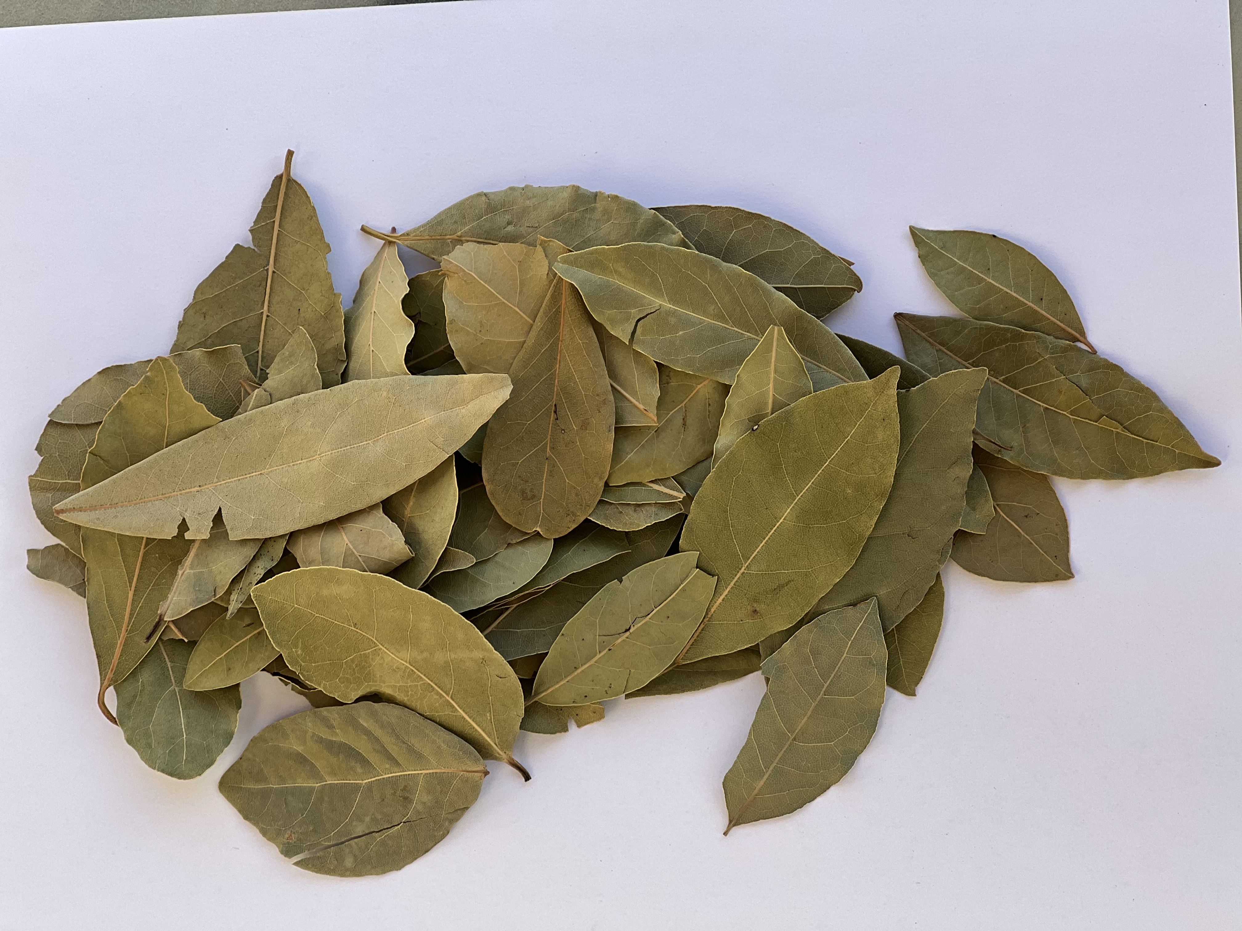 Lorbeerblätter Ganz